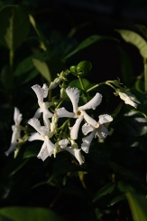 Confederate Jasmine, Star Jasmine, Trader's Compass, Trachelospermum jasminoides, copyright � almostedenplants.com